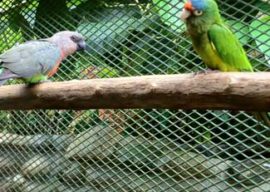 The Power of One Little Bird