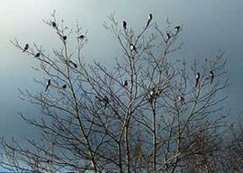 The Magpie Funeral Part 1