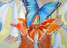 Butterflies and Moths