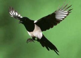 The Magpie Funeral Part 2